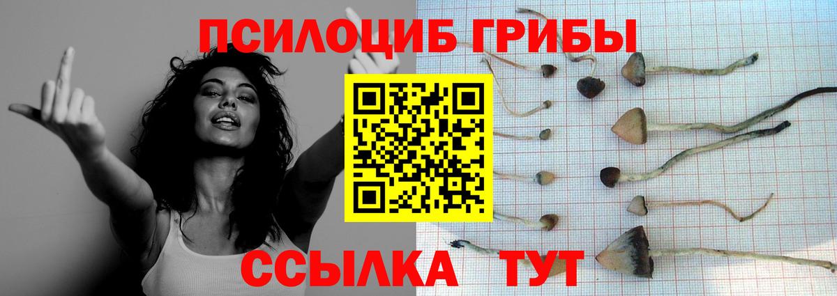 Алейск  Псилоцибиновые грибы MAGIC MUSHROOMS  Псилоцибиновые грибы MAGIC MUSHROOMS  Вход с VPN 